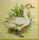 015 Enten - 3-lagig (gelb) - Ambiente